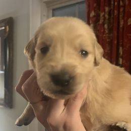 Blue Girl - Golden female Golden Retriever puppy in Amissville, Virginia from Houston’s Golden Haven