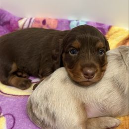Penny - Chocolate and tan Dachshund puppy in Lafayette, Louisiana from Andrepont Dachshunds