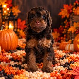 Fudge - Chocolate female Cavapoo puppy in Myrtle Beach, South Carolina from Colorful-K9'S