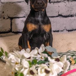 Pink Girl - Black and rust female Doberman Pinscher puppy in Shelby, North Carolina from IronBee Dobermans