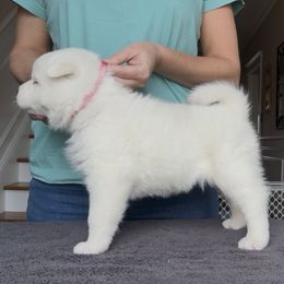 Girl 2 - Pink collar - White female Akita puppy in Coopersburg, Pennsylvania from Main Street Akitas