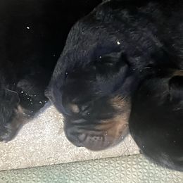 Boy 1 - Black and rust male Beauceron puppy in Patten, Maine from Beaucerons De La Valle Katahdin