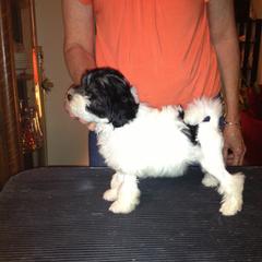 Lowchen Puppies from Ashford Kennel