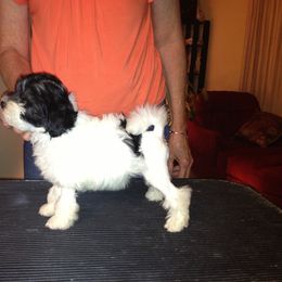 Lowchen Puppies from Ashford Kennel