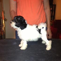 Lowchen Puppies from Ashford Kennel