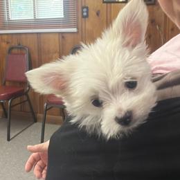 Maltese Puppies from Ayres to Heirs Puppy Co.