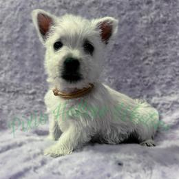 Yellow - White female West Highland White Terrier puppy in Cleveland Tx, Texas from Pixie Hollow Westies