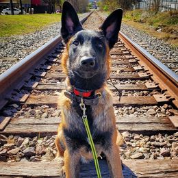 Belgian Malinois from Blanco Belgian Malinois