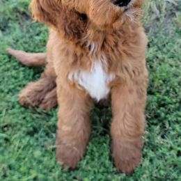 Goldendoodles from Simply Doodling Goldendoodle