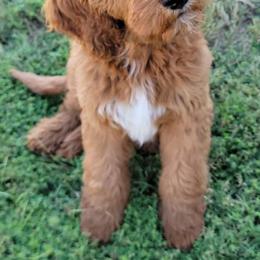 Goldendoodles from Simply Doodling Goldendoodle