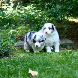 Australian Shepherds from Bluegrass Australian Shepherds