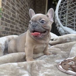 Rocky - Blue fawn male French Bulldog puppy in Willis, Texas from Grandiose Frenchies