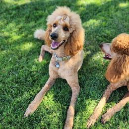 Poodles from Sydney Ramsdell