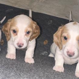 Boy1 - Piebald male Dachshund puppy in Stockton, California from Royalty Weenies
