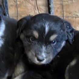 Boy 3 - male Miniature American Shepherd puppy in Goldendale, Washington from Amulet Charm