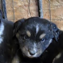 Boy 3 - male Miniature American Shepherd puppy in Goldendale, Washington from Amulet Charm