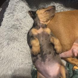 Silvia - Dapple female Dachshund puppy in Yuma, Arizona from Desert dashies