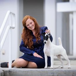 Reid - Smooth Fox Terrier