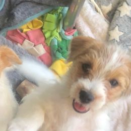 Russell Terrier Puppies from Awesome Pups
