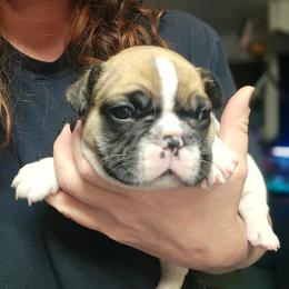 Boy 1 - Fawn and white male French Bulldog puppy in North Platte, Nebraska from Honey Hole Frenchies