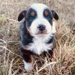 Zenyatta - Black tri female Miniature Australian Shepherd puppy in Beaver, Utah from Renegade Point Stock Dogs