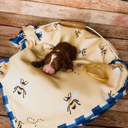 Yellow Collar Girl - Red  Poodle puppy in Mountain Grove, Missouri from Swan Field Farms