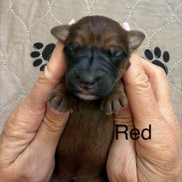Boy 1 - Wheaten male Whoodle puppy in Pima, Arizona from Schmidt's K9s