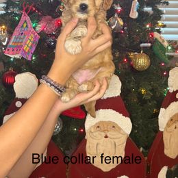 Goldendoodle Puppies from Gracious Doodle Dogs