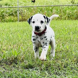 Rambo - White and black Dalmatian puppy in Mt. Vernon, Texas from Double B