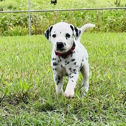 Rambo - White and black Dalmatian puppy in Mt. Vernon, Texas from Double B