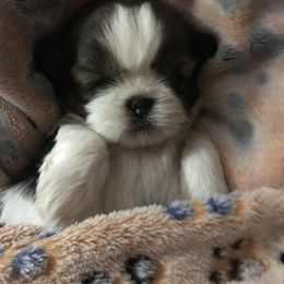 Shih Tzu Puppies from Prestige Shih Tzu Family
