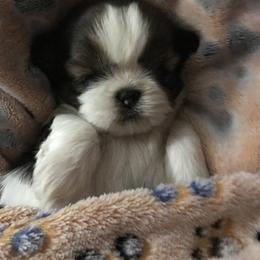 Shih Tzu Puppies from Prestige Shih Tzu Family