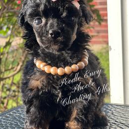 Phoebe - Phantom female Poodle puppy in Ferriday, Louisiana from Denikka C