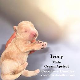 Ivory - Cream male Goldendoodle puppy in Glendale, Arizona from CocoLove Doodles