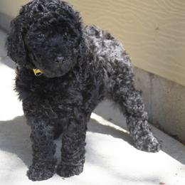 Poodle Puppies from Timberlea kennels
