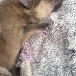 Diamond - Cream sable female Pomeranian puppy in Harrisonville, Missouri from Cindy's Pomeranians