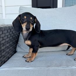 Prada - Black and cream female Dachshund puppy in Allenhurst, Georgia from B’s Dapper Dachshunds