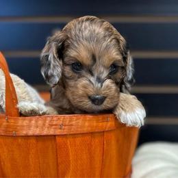 Copper - Merle male Cockapoo puppy in Payson, Utah from Crandall’s Doodle Barn