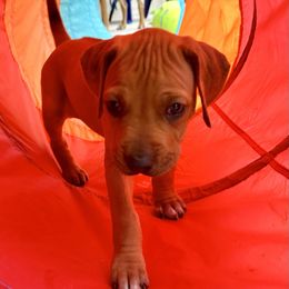 Rhodesian Ridgeback Puppies from Alta Ridgebacks