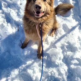 Chopper - German Shepherd