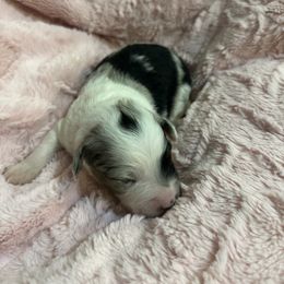 Aussiedoodle Puppies from Cooper’s Mini Aussiedoodles