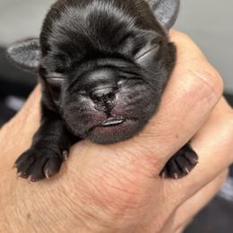 Boy 2 - Black male Pug puppy in Checotah, Oklahoma from Baxter Family Pugs