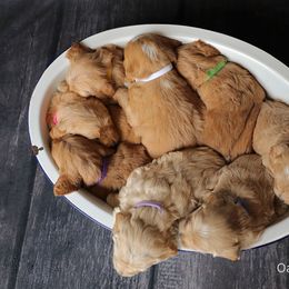 Goldendoodle Puppies from Sweet Oakley Doodles
