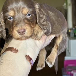 Girl 2 - Chocolate and tan Dachshund puppy in Red Bank, California from Ranch Hand Weenies