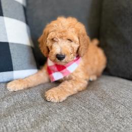 Red - Red  male Goldendoodle puppy in Spring, Texas from The Doodle Den