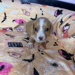 Morgan - Cream female Dachshund puppy in Lake City, Florida from My Ditzy Doxies of Florida