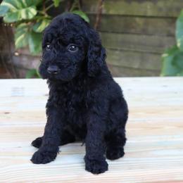 Apollo - Black male Goldendoodle puppy in Palmetto Bay, Florida from SOMIDOODLES