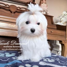 Boy 1 - White male Maltese puppy in Snowville, Utah from Navabo Diamond