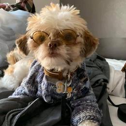 Shih Tzus from Joni Hensley's Shih Tzu