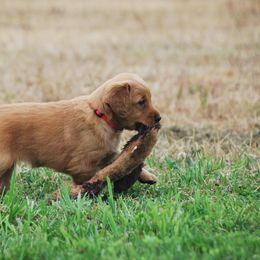 Golden Retriever Puppies from Up Beat Golden's